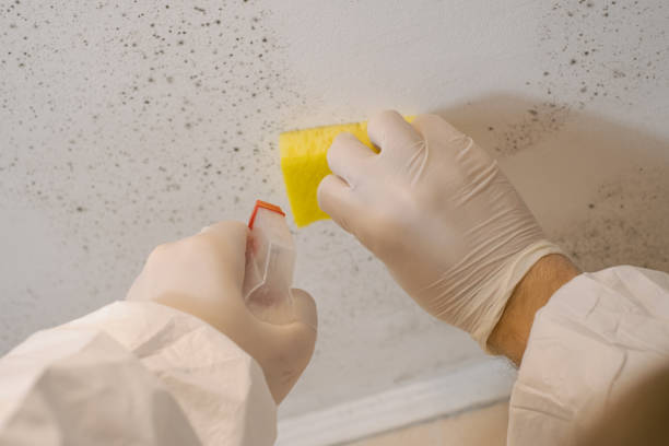 Professional Mold Removal in Burns Harbor, IN